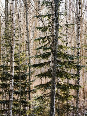 Kışın orman arka planı; nadiren huş ağacı, kavak ağacı ve kozalaklı ağaçlar yetişir