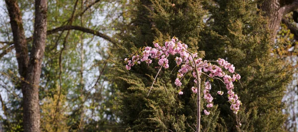 Nový Klesající Sakura Strom Růžovými Květy Pozadí Zahradních Stromů — Stock fotografie
