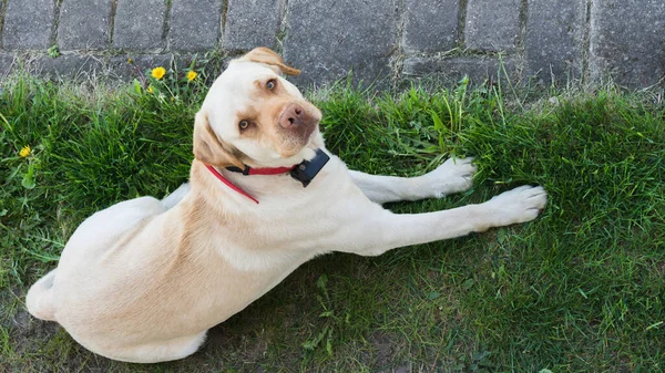 Amarelo Labrador Retriever Deitado Grama Olhando Para Nós Fotografado Cima — Fotografia de Stock