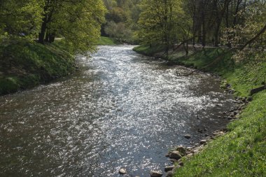 Ormandaki ağaçların arasındaki nehrin manzarası, baharın akan suları..