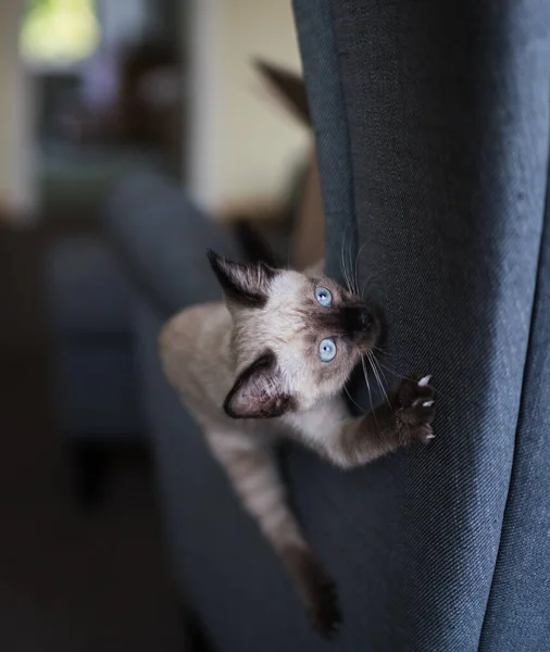 Ein Kleines Kätzchen Spielt Auf Der Stuhlkante Und Blickt Nach — Stockfoto