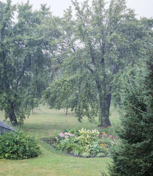 雨中的花园 大雨倾盆而下 巨大的梨树 背景是黄梨树 前景是花坛 — 图库照片