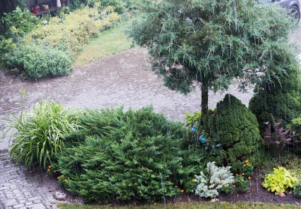 Łóżka Podwórku Czasie Ulewnego Deszczu Pierwszym Planie Łoże Drzew Iglastych — Zdjęcie stockowe