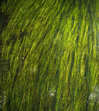 Soyut doğa arka planı, nehrin altındaki yeşil su çimleri, seçilmiş odak noktası