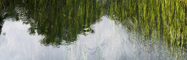 抽象的な自然背景 水の下の川の緑の水草 選択された焦点 部分的な反射 — ストック写真
