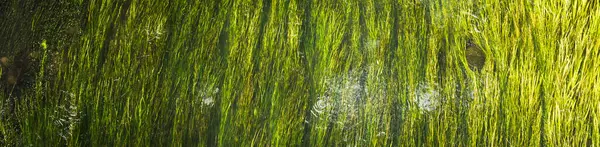 Abstract Natuur Achtergrond Groen Water Gras Rivier Onder Water Geselecteerde — Stockfoto