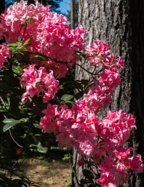 Güzel kırmızı çiçekler ormandaki rhododendron dalları, güneşli bir gün..