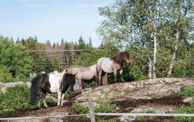 Yazın, farklı renklerdeki midilliler dışarıda, otlakta dururlar..