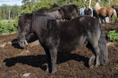 Siyah yeleli siyah bir midilli güneşli bir havada diğer midillilerle birlikte bir tarlada duruyor..