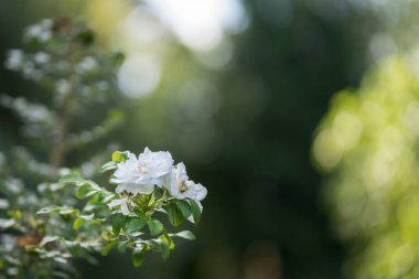 Beyaz Park gül çiçekleri bahçede bulanık yeşil arka planda, seçici odak