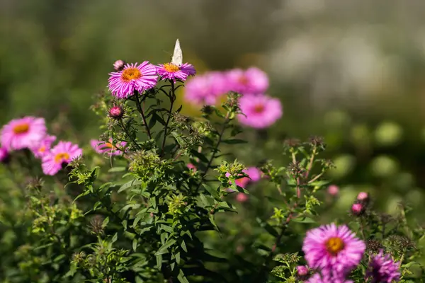 Pink winter aster flowers and white butterfly, blurred green plant background, selected focus.