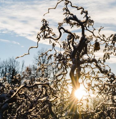 Corylus avellana, contorta, fındık dalları mavi gökyüzü arkaplanına karşı karlı, seçili odak.