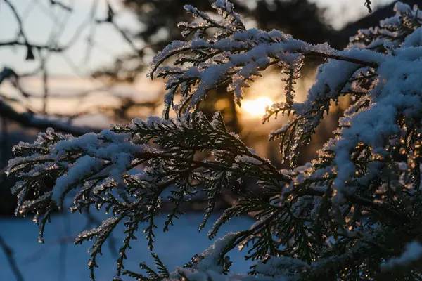 Thuja Smaragd Branch Snow Close Sunrise View Sun Selected Focus Stock Photo