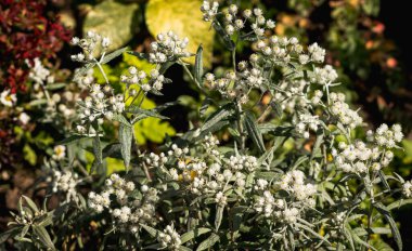 Bahçedeki doğal beyaz çiçeklerin arka planı, bitki çok alçak ve çiçekler küçük, yakın plan, seçici odaklı..