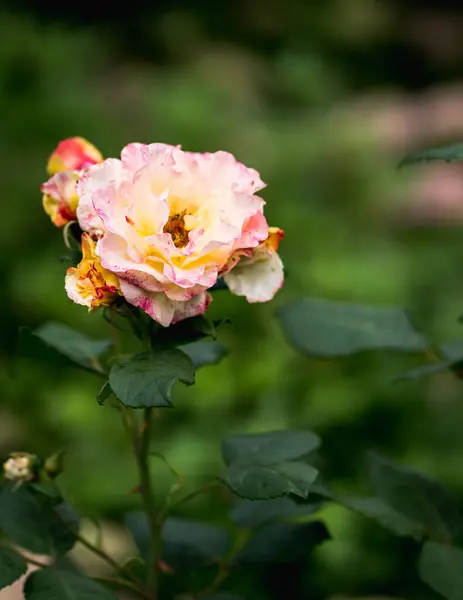 Yellow pink rose on blurred natural natural green background, selective focus.