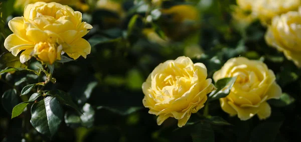 Yellow rose on blurred natural nature green background, selective focus.