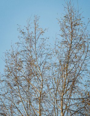 Baharda yaprakları olmayan huş ağaçlarının tepeleri mavi bir arka planda.