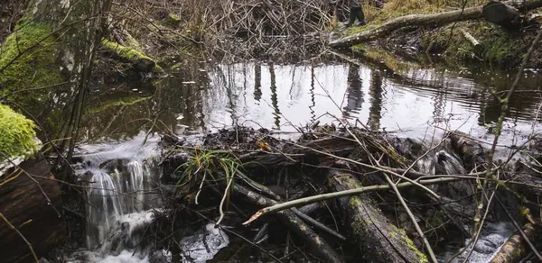 Küçük bir nehirde kunduz yapımı barajlar, karanlık kasvetli bir resim, suda yansıma, seçici bir odak.