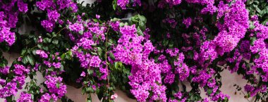 Evin duvarında bol bol çiçek açan mor Bogumila - bougainvillea Ağustos sonunda.