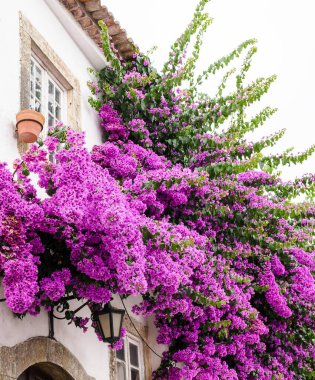 Evin duvarında bol bol çiçek açan mor Bogumila - bougainvillea Ağustos sonunda.