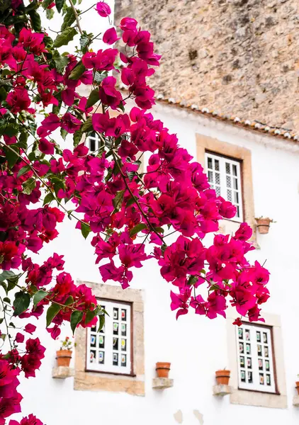 Bolca açan mor Bogumila - bougainvillea Ağustos sonunda.