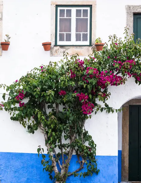 Bol bol açan mor Bogumila - bougainvillea