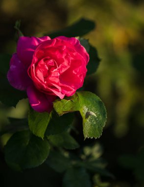 Yapraklı kırmızı gül, koyu arkaplanda güneş ışığı bulanık arkaplan; bir tebrik kartı olarak.