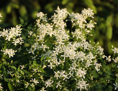 Bahçede bir sürü küçük beyaz çiçekli çiçekler. Arka plan bulanık, yeşil. Seçici odak.