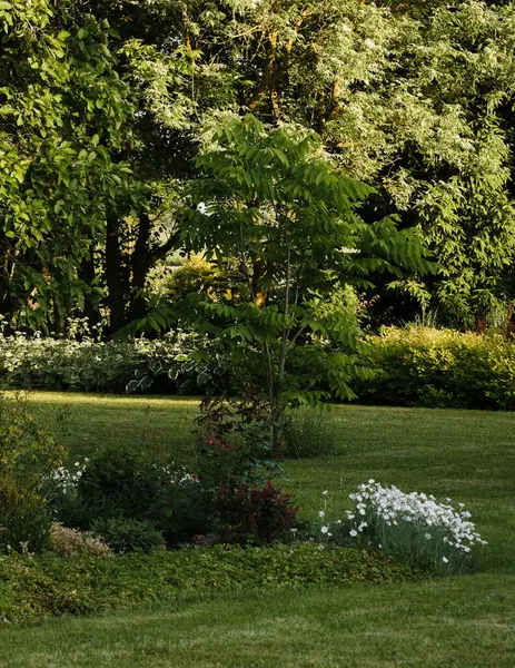 Süslü bahçede genç bir ceviz ağacı; ön planda bir çiçek yatağı, ve arka planda bir flamingo akçaağaç, bir dağ akçaağacı, bir ladin.