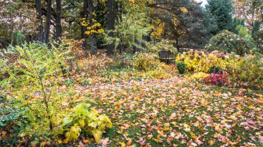 Sonbaharda kırsalda dekoratif bir bahçe, her yerde bir sürü renkli yaprak var, hem çimenlerde, hem bitkilerde ve ahşap bankta..