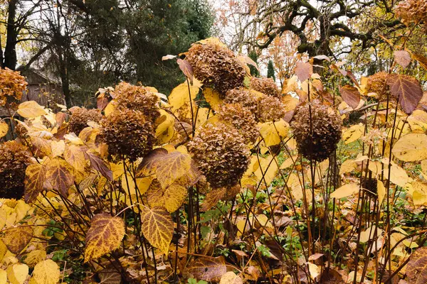 stock image Hydrangea arborescens 'Annabelle' bushes in a round bed in autumn with yellow-brown leaves and large flower heads. In the middle of the bed, there is a Caragana arborescens.