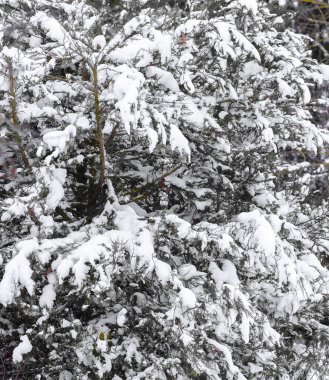 Karla kaplı çam ağaçlarına yakın plan, arka plan ağaç gövdeleri ve beyaz karlı dallar. Noel havası. Bir grup ağaç..