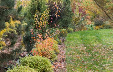 Bahçenin güzel bir kısmı çimenler boyunca birçok farklı renge sahip, bitkilerin, çiçeklerin ve ağaçların harika bir sonbahar manzarası, yere ve çimenlere düşmüş yapraklar..