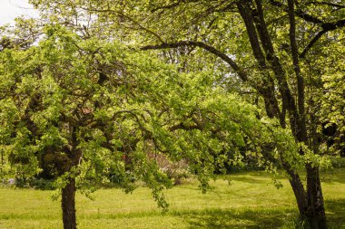 Bahçe manzarası bir bahar günü, Ağlayan Sibirya Peashrub (Caragana ağaç kesimleri pendula) ön planda, hepsi güneşli bir günde yeşil tonlarda.