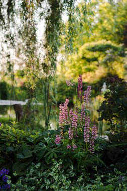 Lupine 'in birçok güzel pembe çiçeği bir yatakta çeşitli bitkiler ile yakın plan; yeşil ve sarı tonlarda bulanık doğa arka plan.