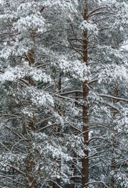 The branches of the pine trees are covered with snow, the long brown trunks behind the branches stand out. White winter mood. clipart