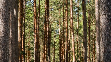 Çam ağacı gövdeleri yakın plan, solda ve sağda gövdeler bir çerçeve oluşturur; yeşil arkaplan.