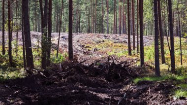 Çam ormanının testeresi sırasında hasatçının izlerinden sonra ağaç dalları, arka planda testereli alan var.