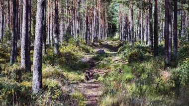 Çam ormanlarında, çimenlerde, yaban mersini çalılarında, yerdeki ağaçlar arasında ışık ve gölgeler arasında uzanan boş, kısmen büyümüş bir yol..