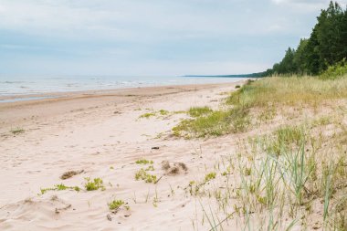 Kumulları, otları ve ormanları olan kumlu bir sahil, sudaki küçük dalgalar, gökyüzü mavi, kasvetli.
