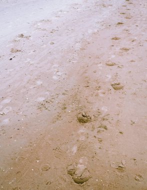 Sarı ince kum tanecikleri dokusu ve at ayak izi arkaplanı yakın plan, kum detaylarının üst görünümü arka plan.