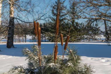 A large flowerpot decorated in winter with pine branches and cattails or bulrush. clipart