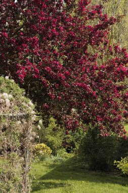 Baharda ön planda parlak, koyu kırmızı çiçekleri ve otları olan çiçekli bir elma ağacı. Dikey görüntü. Centurion Yaban Elması Ağacı