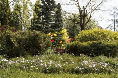 Dekoratif arka bahçede bir bahar günü; birçok bitki ve çiçeğin olduğu bir park; güneşli bir mayıs gününde bahçedeki çeşitli bitki ve renkler.