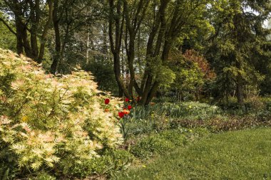 Dekoratif arka bahçede bir bahar günü; birçok bitki ve çiçeğin olduğu bir park; güneşli bir mayıs gününde bahçedeki çeşitli bitki ve renkler.