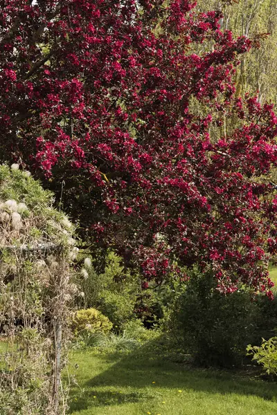 Baharda ön planda parlak, koyu kırmızı çiçekleri ve otları olan çiçekli bir elma ağacı. Dikey görüntü. Centurion Yaban Elması Ağacı