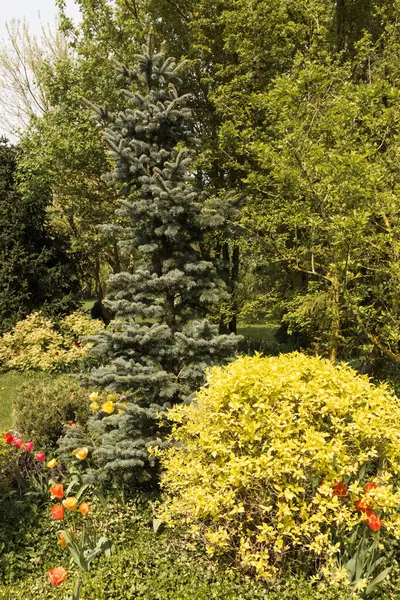 Dekoratif arka bahçede bir bahar günü; birçok bitki ve çiçeğin olduğu bir park; güneşli bir mayıs gününde bahçedeki çeşitli bitki ve renkler.