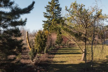 A beautiful part of the garden with various plants and trees along the lawn, a wonderful sunny early spring day. clipart