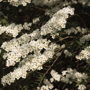 Baharın başında Spiraea Kantonca çiçekli bitkinin yakın plan çekimi. Küçük beyaz çiçekli bir çalılık..