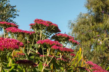 Kırmızı çiçekli sedum bitkisi, sonbaharda mavi gökyüzü arkaplanına karşı Hylotelephium telephium; düşük açı görünümü.